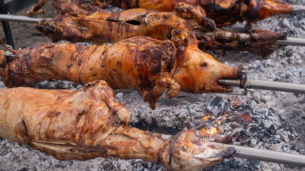 Tradicionalno pečenje praseta na uglju i žaru