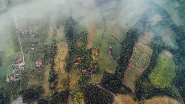 Mistični slojevi magle i četinari na Zlatiboru