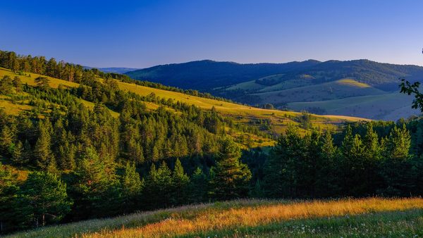 Borove šume i zlatiborski proplanci