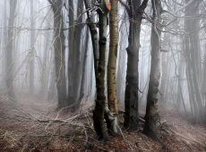 © Borislav Milovanović, Lost  in Mist