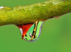 Water Drop and Butterfly