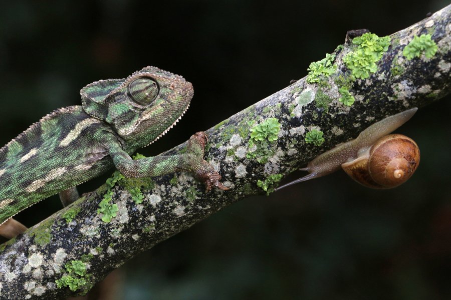 © Gottfried Catania, Chameleon-and-Snail