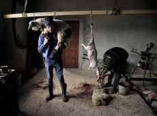 Kerekes István, Lamb slaughter