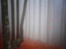09_FIAP_Mention_Istvan_Virag_Serbia_In_fog