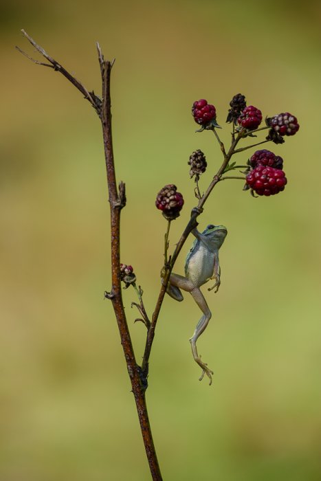 Jacky Panhuyizen ©, Hanging Frog