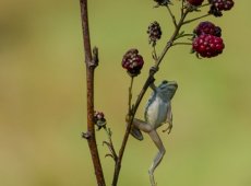 Jacky Panhuyizen ©, Hanging Frog