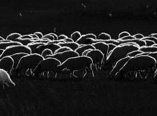 © Jiongxin Peng, Swallows-around-the-Sheep