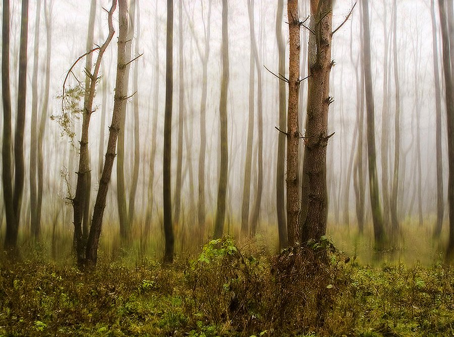© Lajos Nagy - 1-Rain-in-the-woods