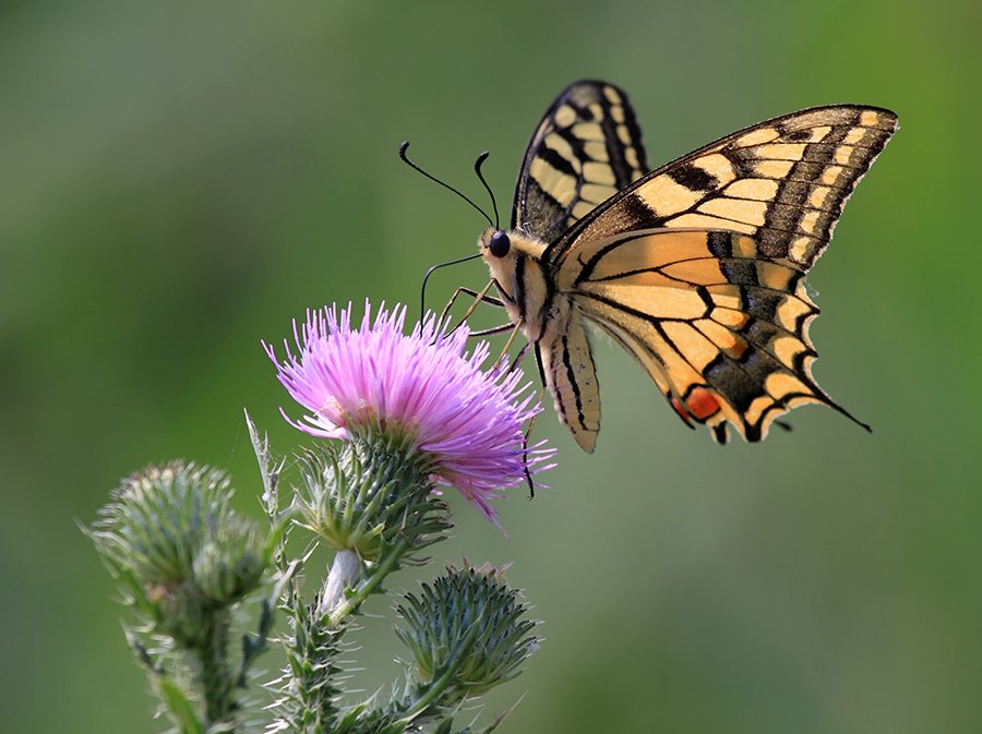 © Lajos Nagy - 12-Butterfly