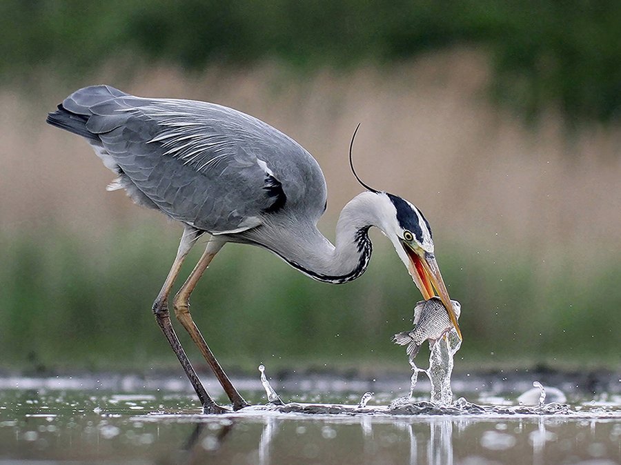 © Lajos Nagy - 16-Grey-heron-fishing