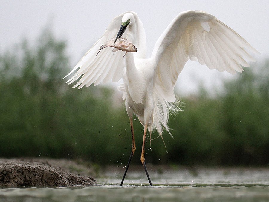 © Lajos Nagy - 18-White-egret-fishing