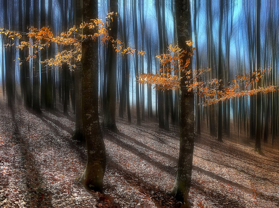 © Lajos Nagy - 2-Lights-in-the-forest