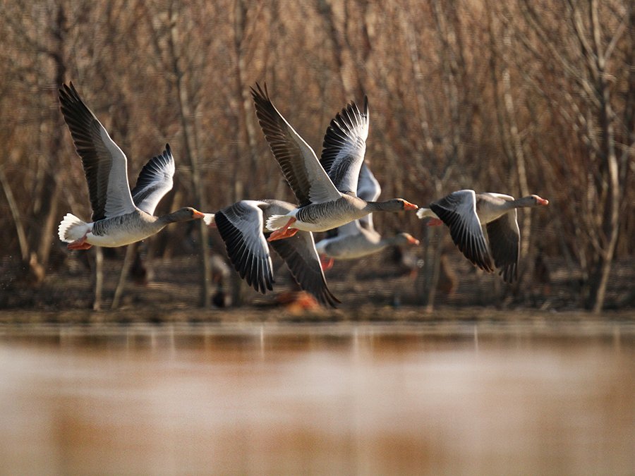 © Lajos Nagy - 21-Wild-geese-flying