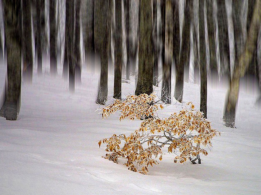 © Lajos Nagy - 3-Winter-forest
