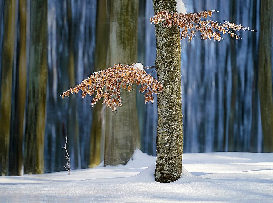 © Lajos Nagy - 4-Remainig-leaves