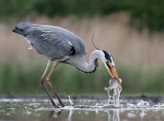 © Lajos Nagy - 16-Grey-heron-fishing