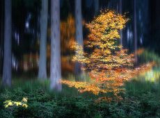 © Lajos Nagy - 6-Colours-in-the-forest