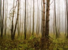 © Lajos Nagy - 1-Rain-in-the-woods