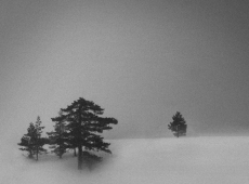 Damir Buzurovic
