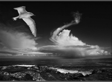 Mark Sedgwick