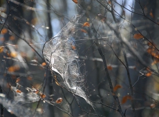 © Božidar Vitas 004-jesenja-paucina