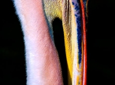 © Viesturs Links, Latvia, Folding pelikan