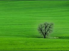 Green tree 2